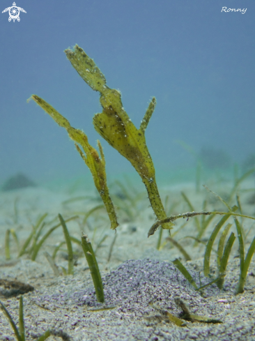 A Robust ghost pipe fish