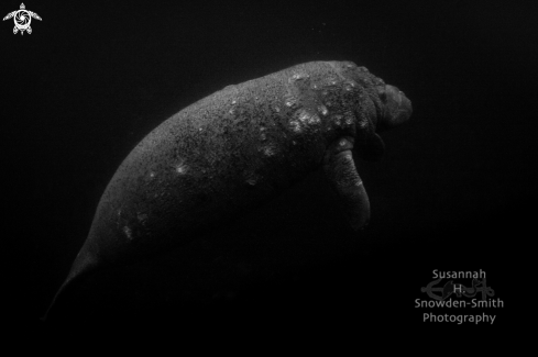 A Trichechidae Trichechus | Manatee
