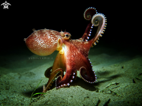 A Coconut Octopus