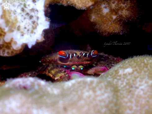 A Flat Rock Crab