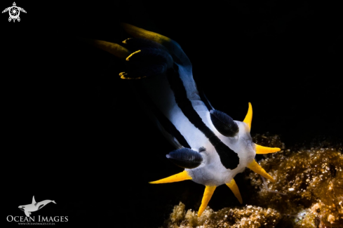 A Crowned Nudibranch