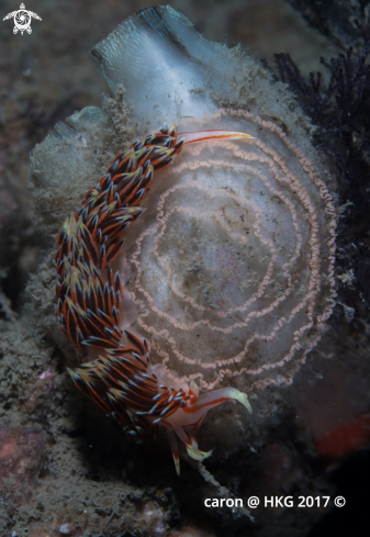 A Nudibranch