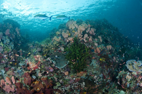 A reef view