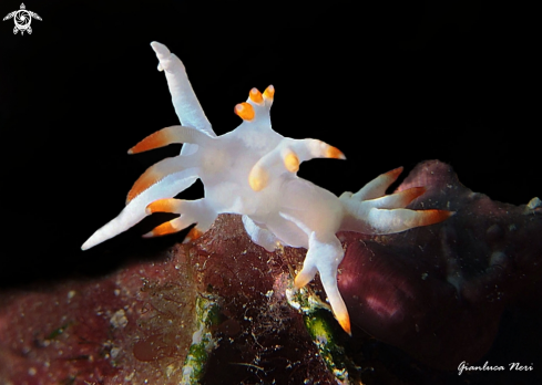 A Flabellina babai