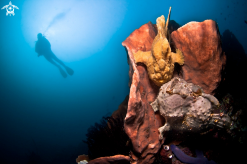 A Frogfish