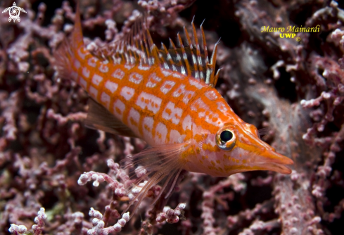 A Hawk fish