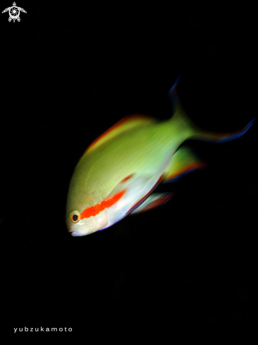 A athias | Anthias