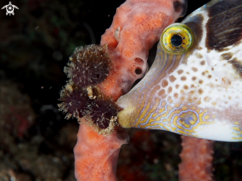 A Puffer fish