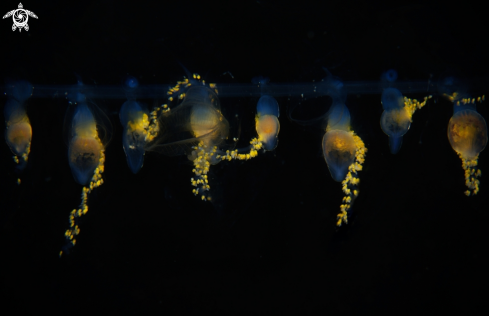 A Siphonophore Feeding Appendages