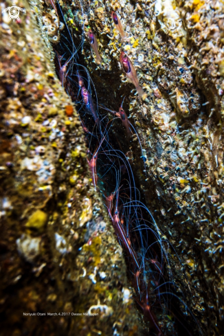 A  narwal shrimp  