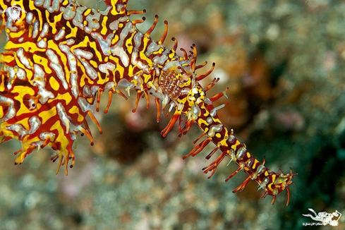 A Solenostomus paradoxus | Ornate Pipe ghost fish