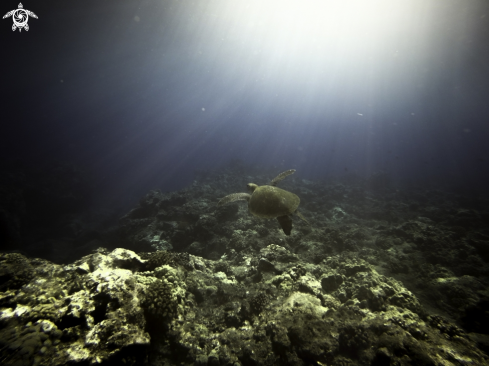 A Green Sea Turtle