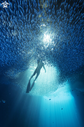 Reef Fish School