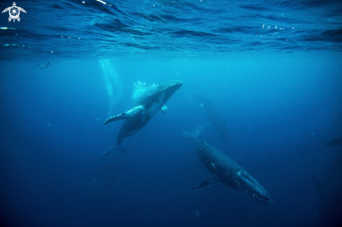 A Humpback Whale