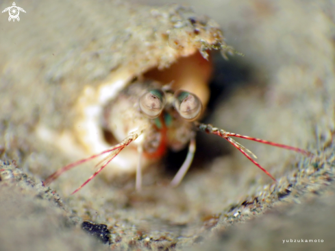 A manthis shrimp