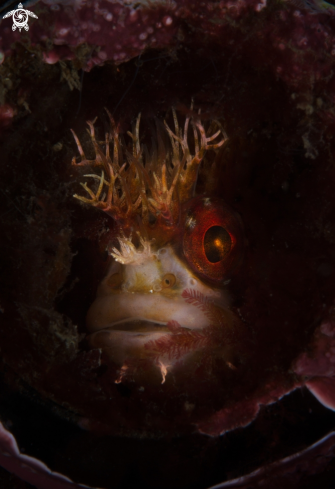 A Mosshead Warbonnet