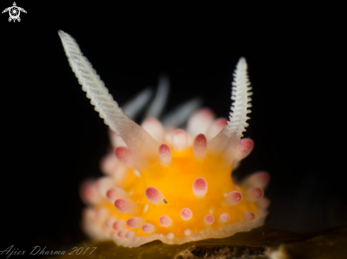 A Cadlinella ornatissima | Nudibranch 