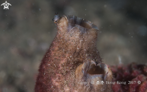 A nudibranch