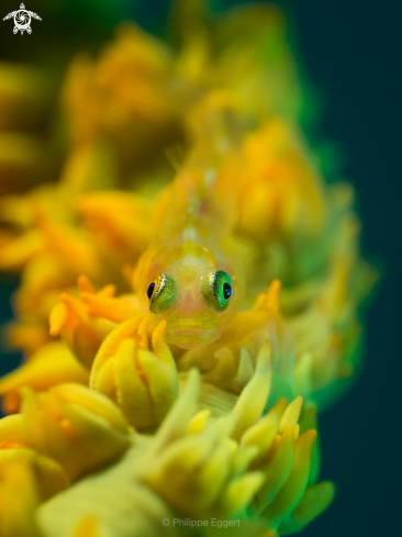 A Ghost Goby