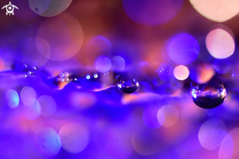 A Bubble bokeh