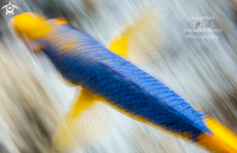 A Spanish Hogfish