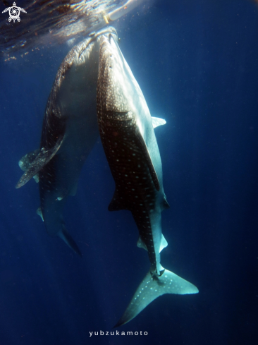 A Rhincodon typus | Rhincodon typus