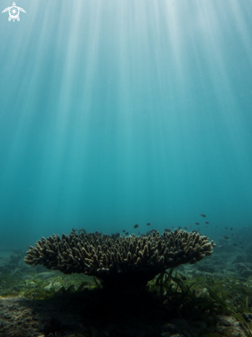 A Table coral