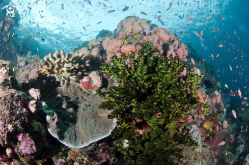 A reef view