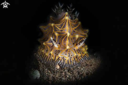 A Halgerda willeyi | nudi's