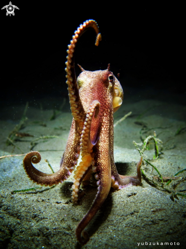 A Amphioctopus marginatus | Coconut Octopus