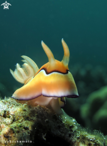 A Nudibranch | Nudibranch