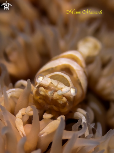 A Whip coral shrimp