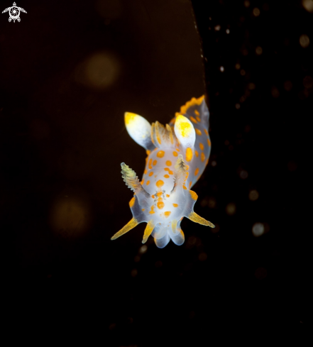 A polycera quadtilineata