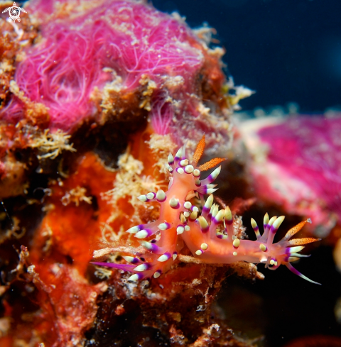 A Flabellina Exoptata Eliot