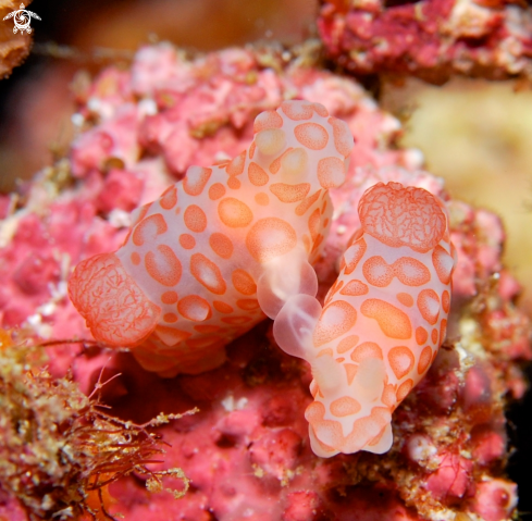 A Gymnodoris Impudica