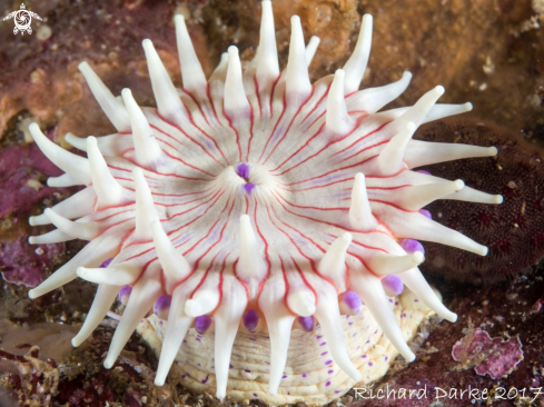 A Violet Spotted Anemone