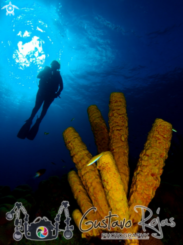 A yelow sponge 