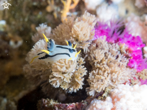 A Crowned Nudibranch