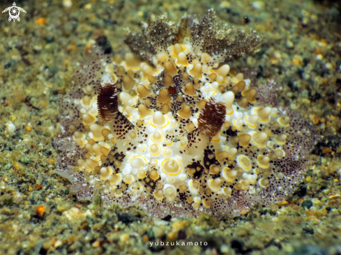 A Hoplodoris,sp