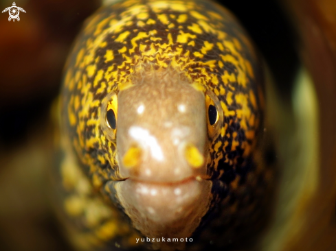 A moray eel