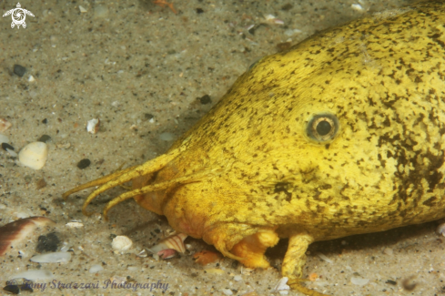 A Cnidoglanis macrocephalus | Estuarine catfish