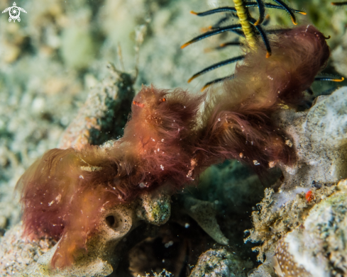 A Orangutan crab