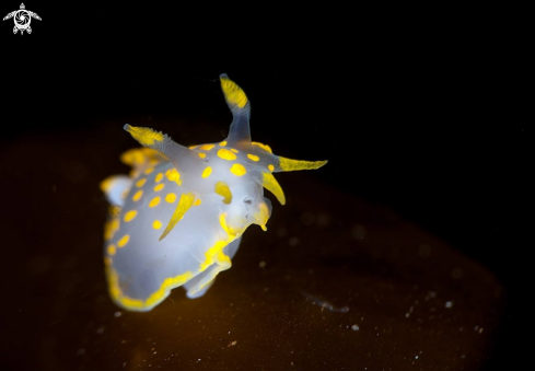 A Polycera Quadrilineata