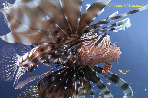 A Lionfish