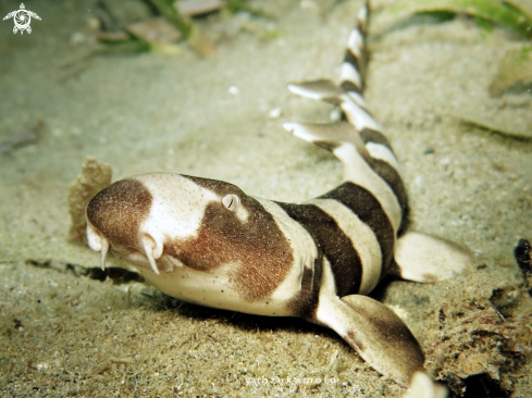 A Chiloscyllium Punctatum, juvenile | Bamboo Shark