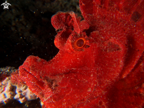 A ESCHMEYER'S SCORPION FISH