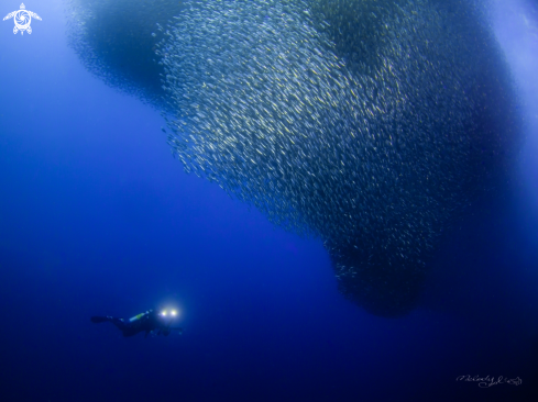 A Sardine Fish 