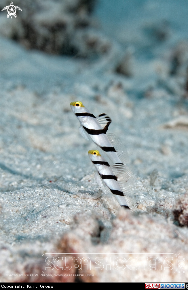 A Yellow-snout Shrimp Goby