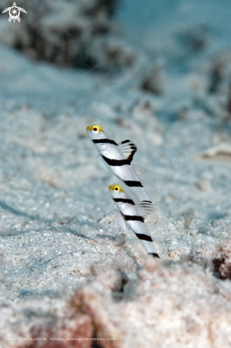 A Yellow-snout Shrimp Goby