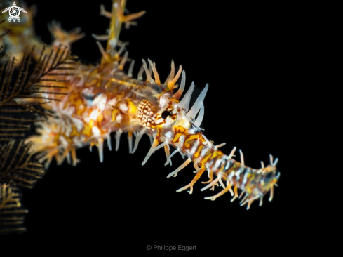 A Solenostomus paradoxus | Ornate Ghost Pipefish